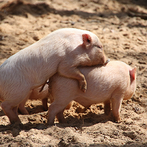 母豬年生產力的隱形殺手：溫度和濕度